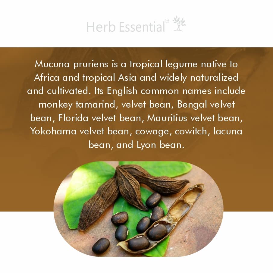 موكونا دوبا 500 ملجم 60 قرص Herb Essential Mucuna Pruriens Kapikachu (Best Before 01-09-2026) موكونا دوبا 500 ملجم 60 قرص Herb Essential Mucuna Pruriens Kapikachu (Best Before 01-09-2026)